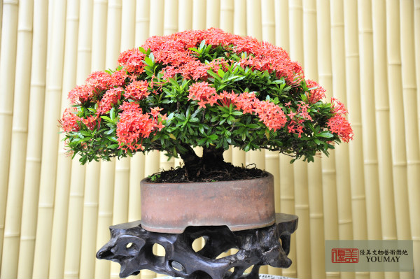 繡球花