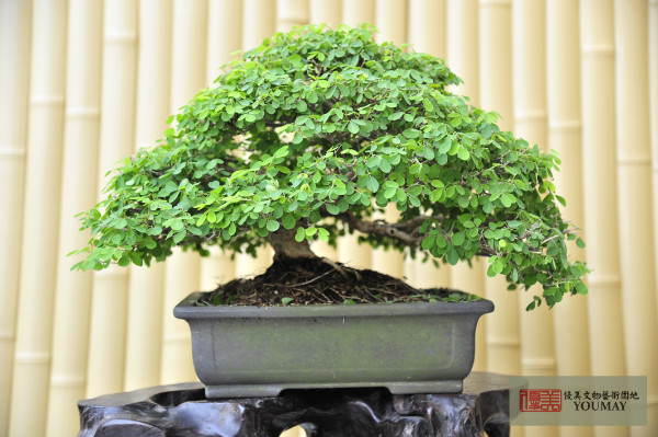 白骨蘇花